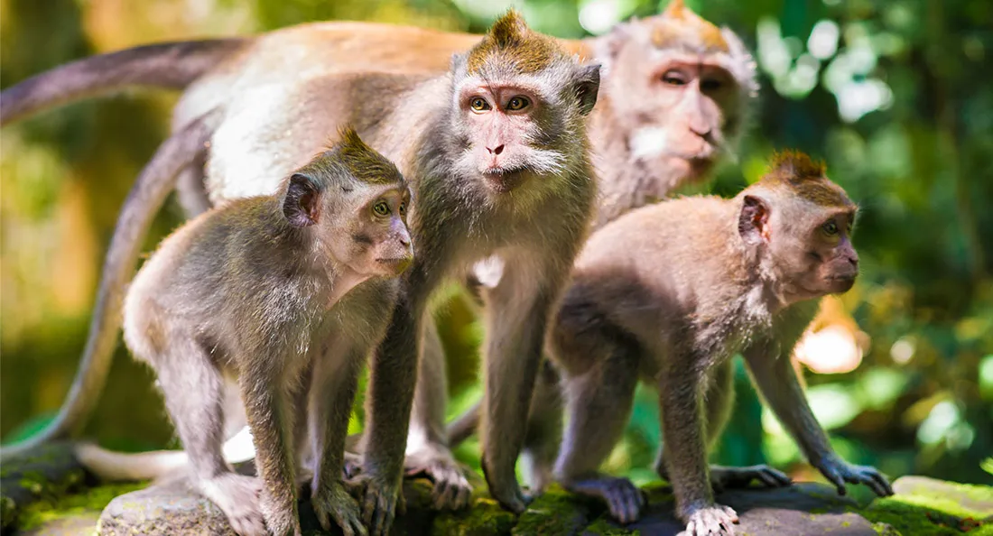 fiche_macaque_crabier.jpg