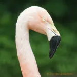 Chilean Flamingo