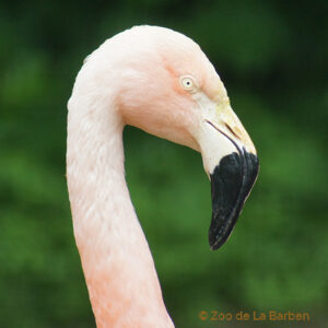 Chilean Flamingo