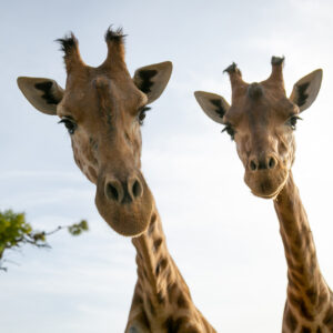 Giraffe