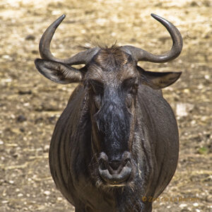 Blue Wildebeest
