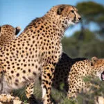 guepard-18102020-2-scaled-3.jpg