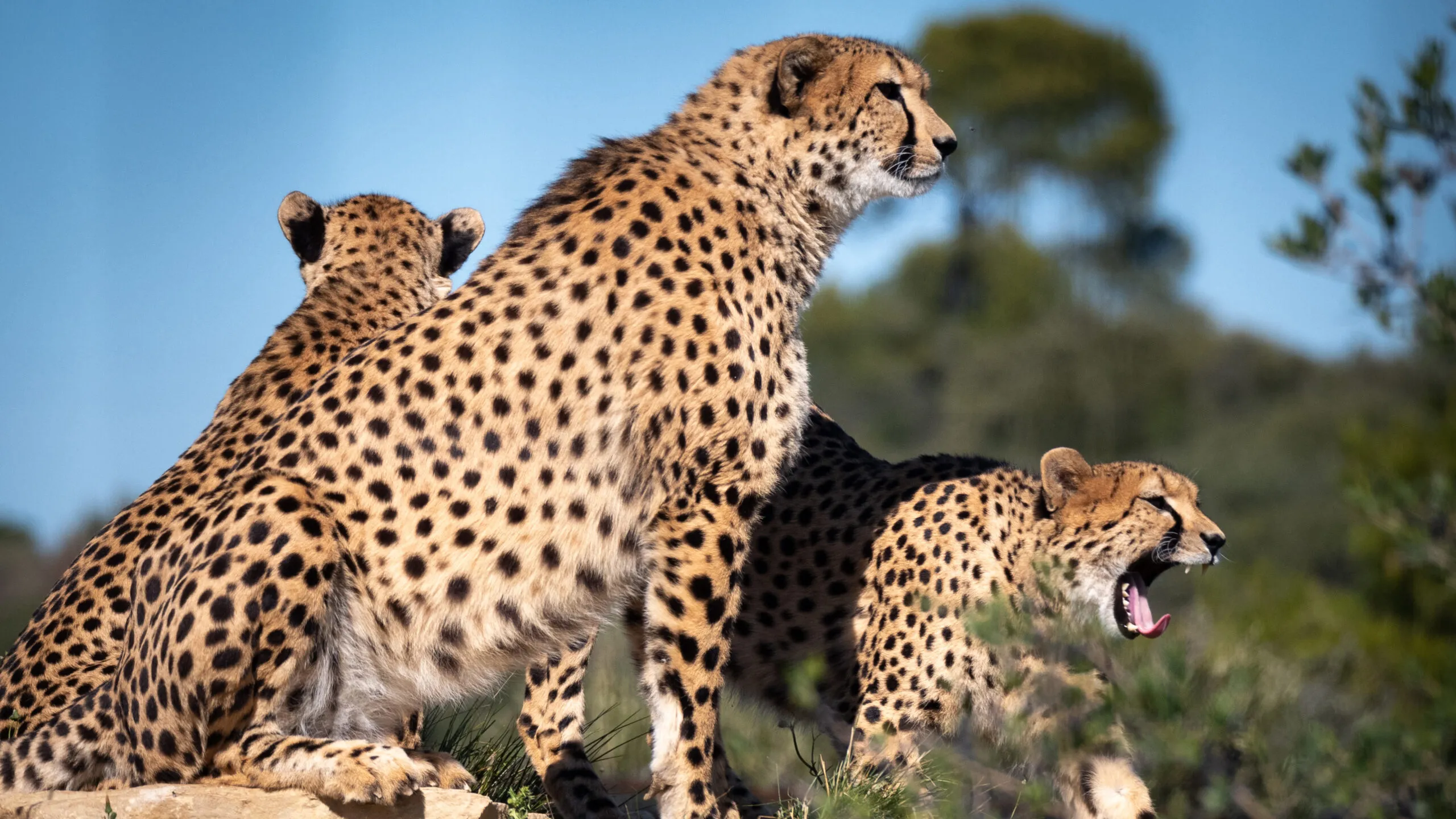 guepard-18102020-2-scaled-3.jpg