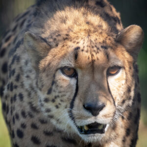 Cheetah