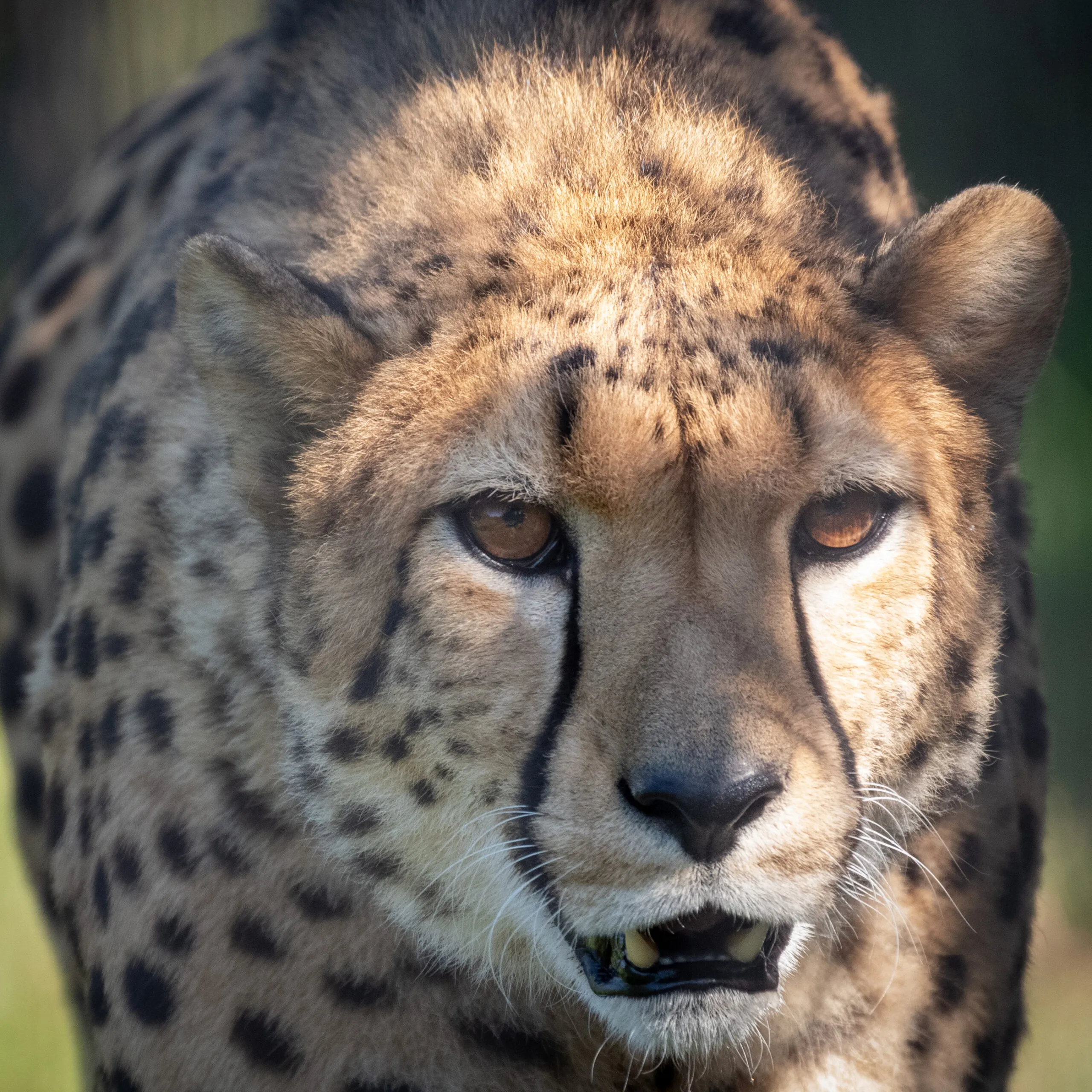 guepard-18102020-4-carre-scaled-1.jpg
