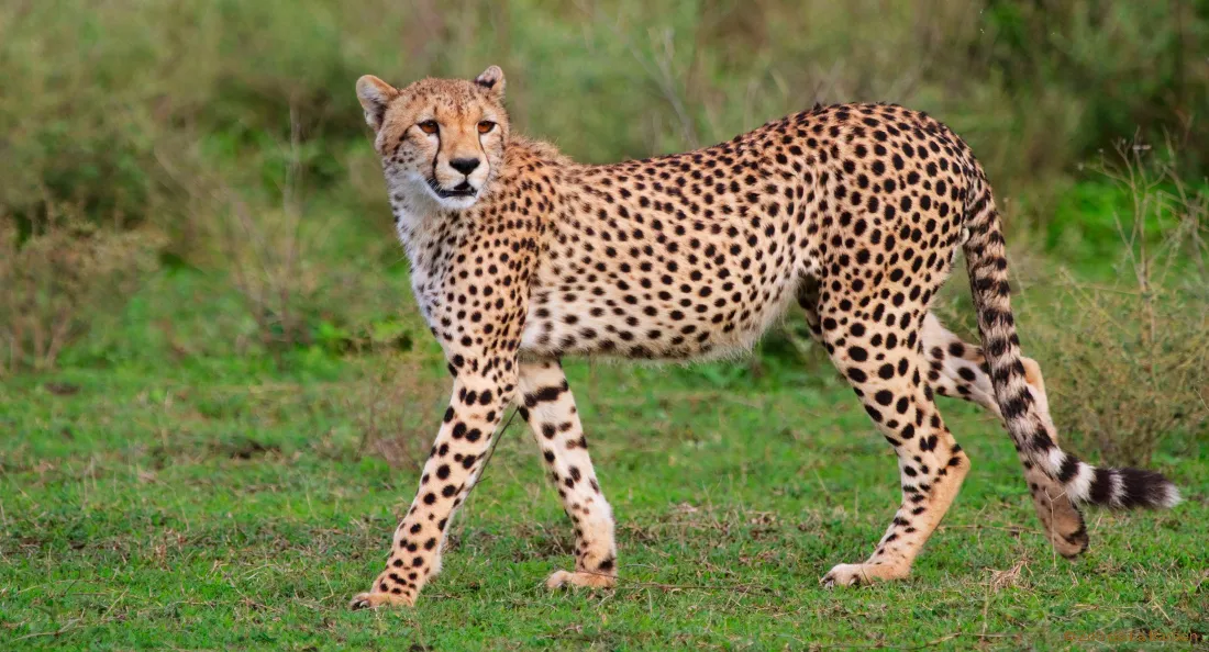 guepard-fiche-1.jpg