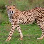 guepard-fiche.jpg
