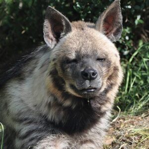 Striped hyena