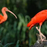 ibis-rouge-bandeau.jpg