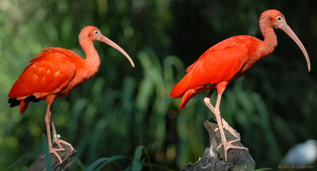 ibis-rouge-bandeau.jpg