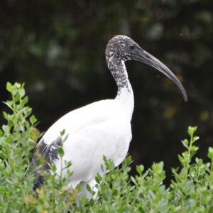 Sacred Ibis