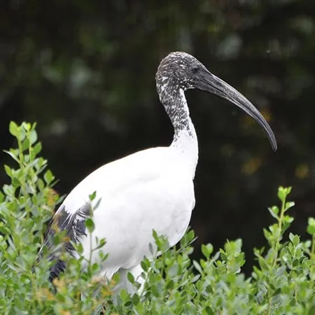 Sacred Ibis