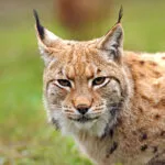 linx1.jpg
