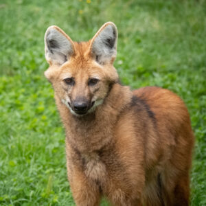 Mane Wolf