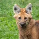 loup-a-criniere-01052020-2-scaled-3.jpg