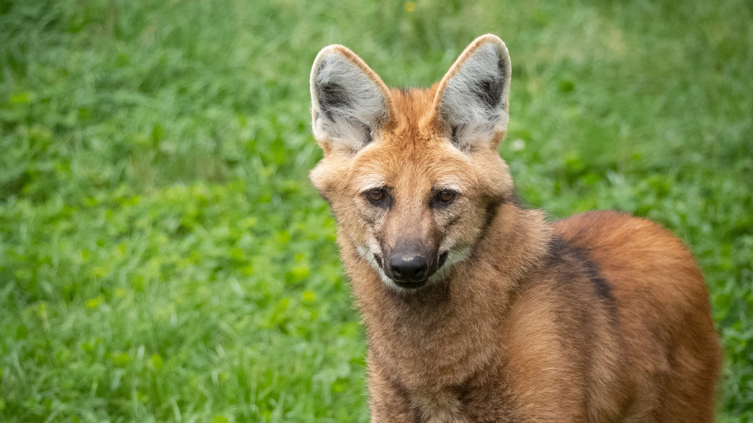 loup-a-criniere-01052020-2-scaled-3.jpg