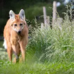 loup-a-criniere-02052020-scaled-3.jpg