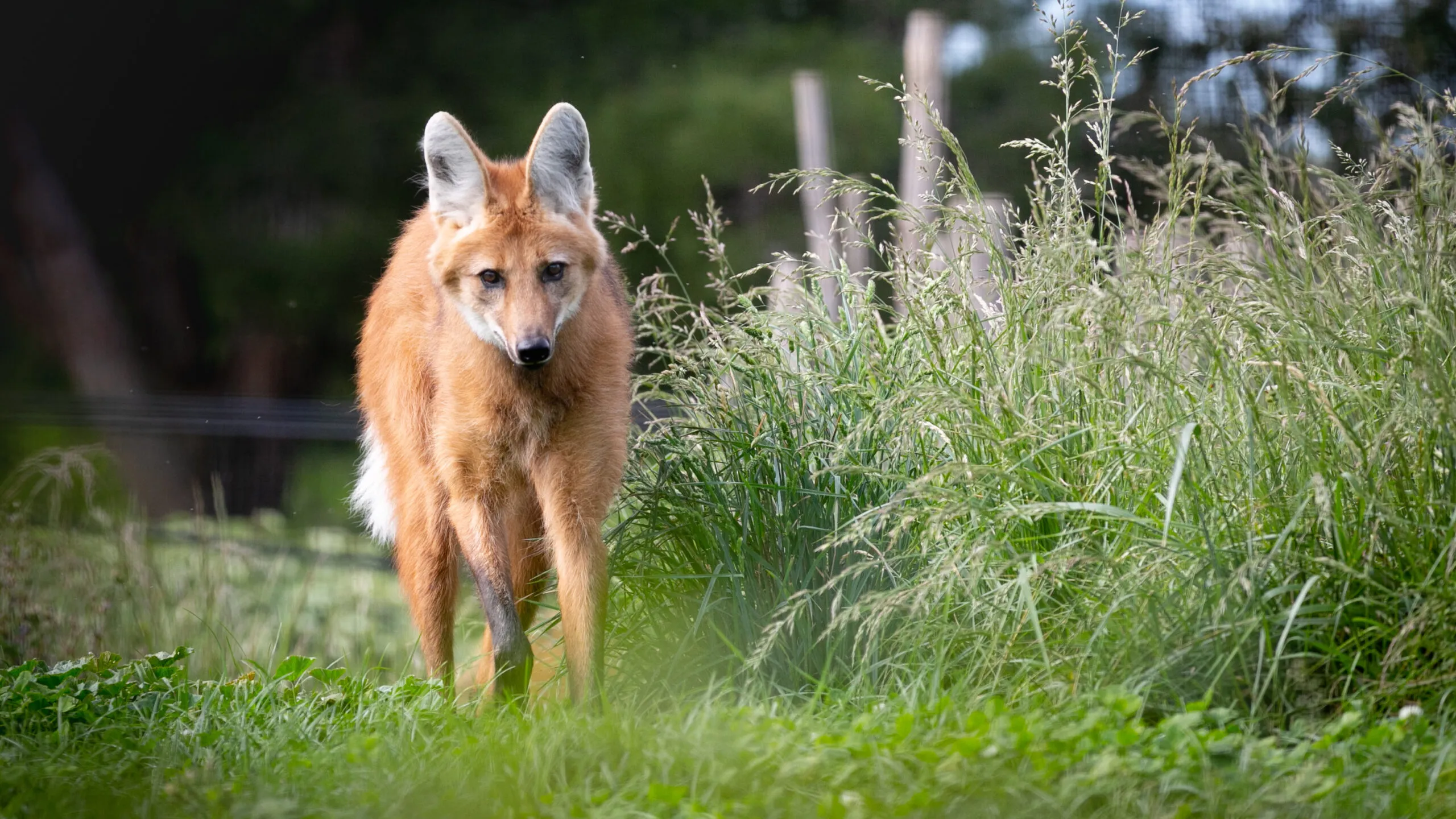 loup-a-criniere-02052020-scaled-3.jpg