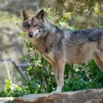 loup-dEurope-03042020-12-1-scaled-1.jpg