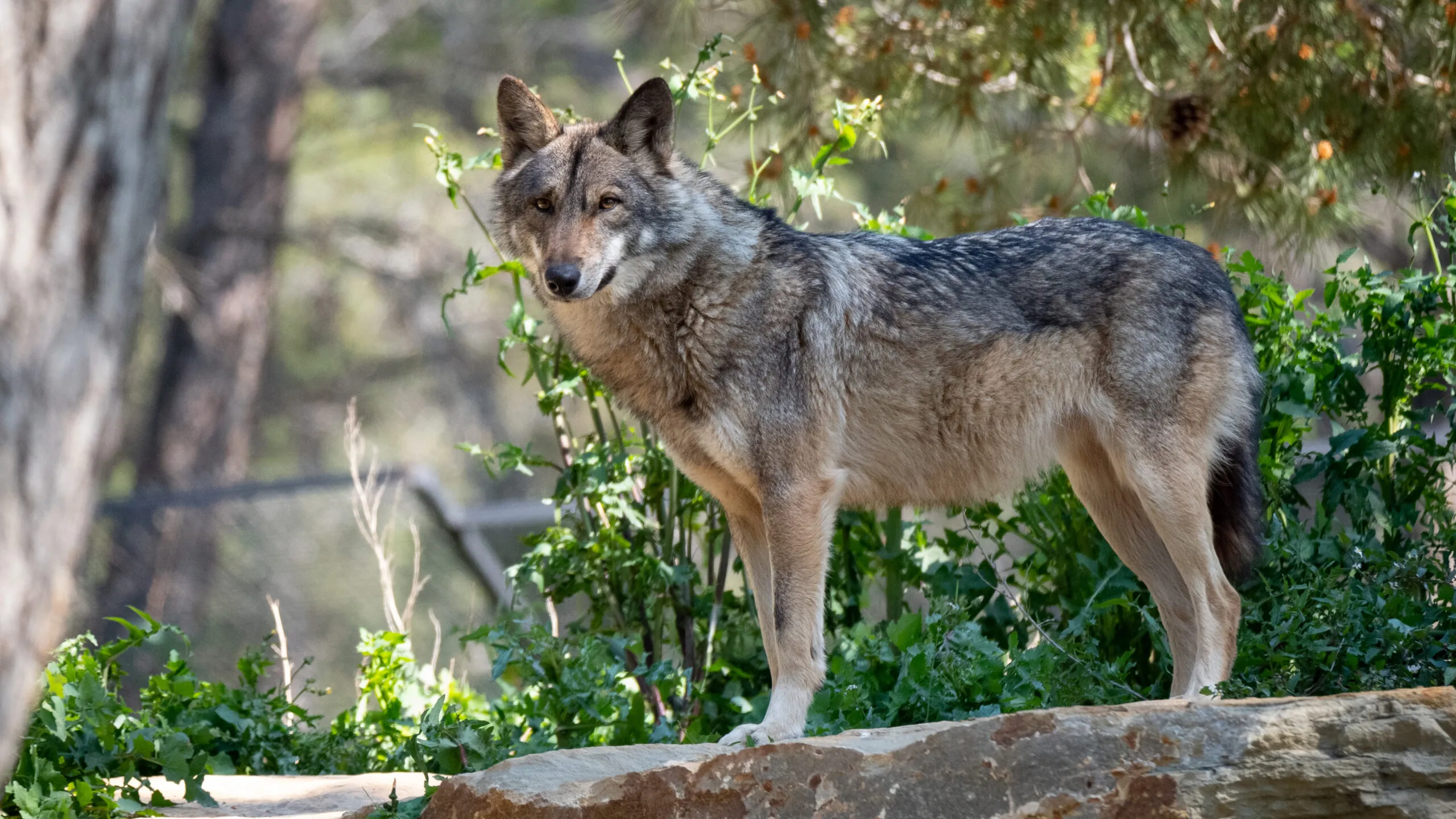 loup-dEurope-03042020-12-1-scaled-1.jpg