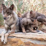 loup-dEurope-22072020-3-1-scaled-1.jpg