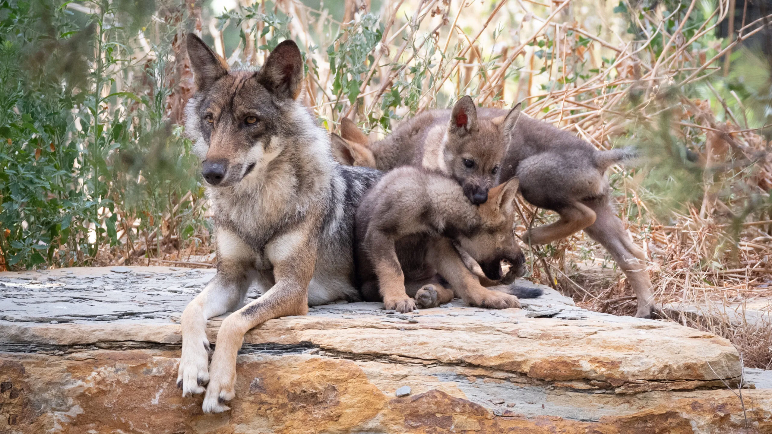 loup-dEurope-22072020-3-1-scaled-1.jpg