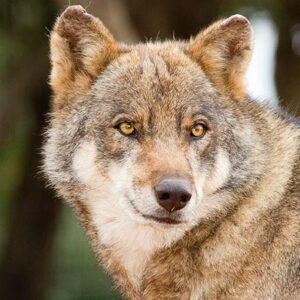 European wolf