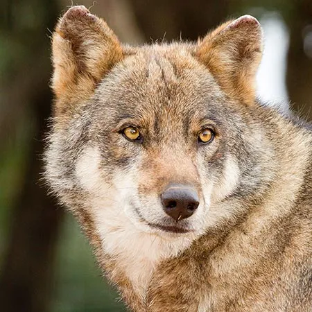 European wolf
