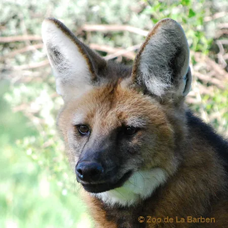loup_a_c_a_la_une.jpg