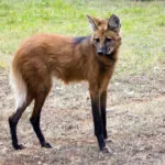 loup_a_criniere-scaled-1.jpg