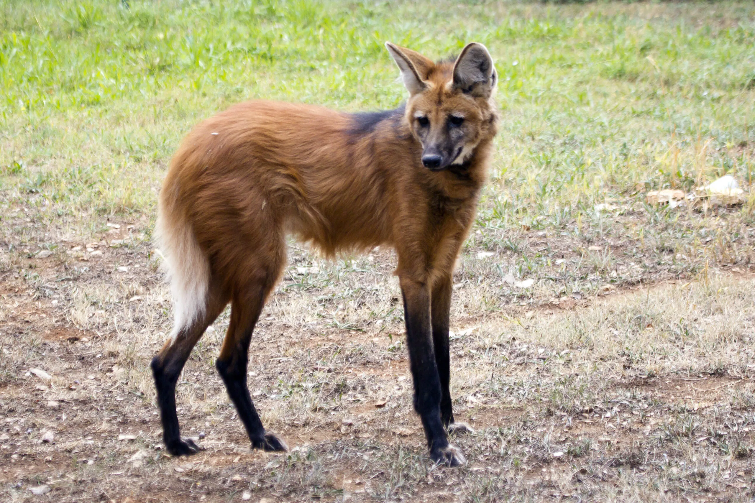 loup_a_criniere-scaled-1.jpg