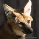 loup_a_criniere_carre.jpg