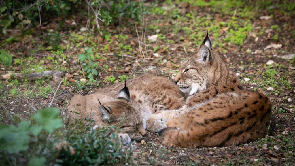lynx-04102020-5-2-scaled-1.jpg