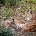 lynx-04102020-5-2-scaled-1.jpg