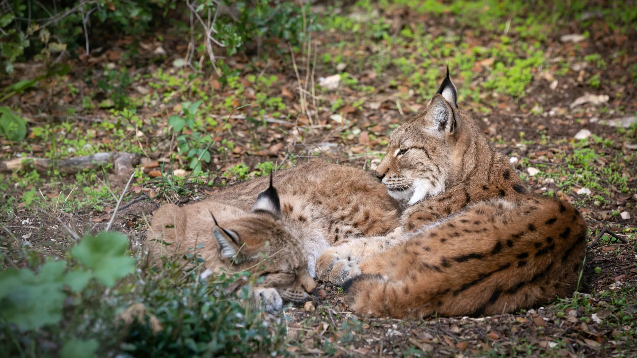 lynx-04102020-5-2-scaled-1.jpg