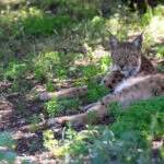 lynx-22072020-1-scaled-1.jpg