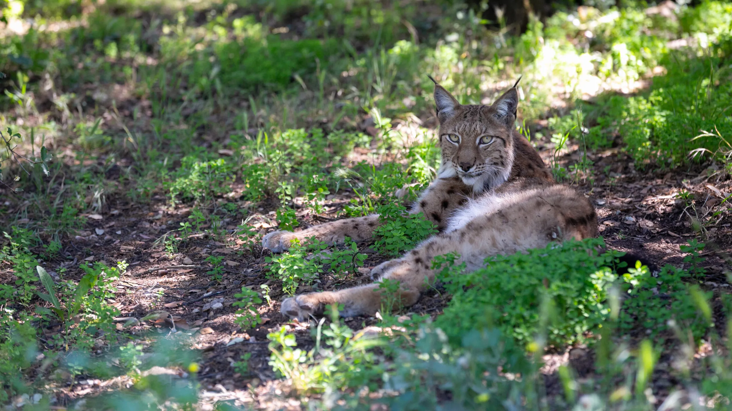 lynx-22072020-2-scaled-1.jpg
