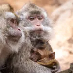 macaque-27022021-2-scaled-3.jpg