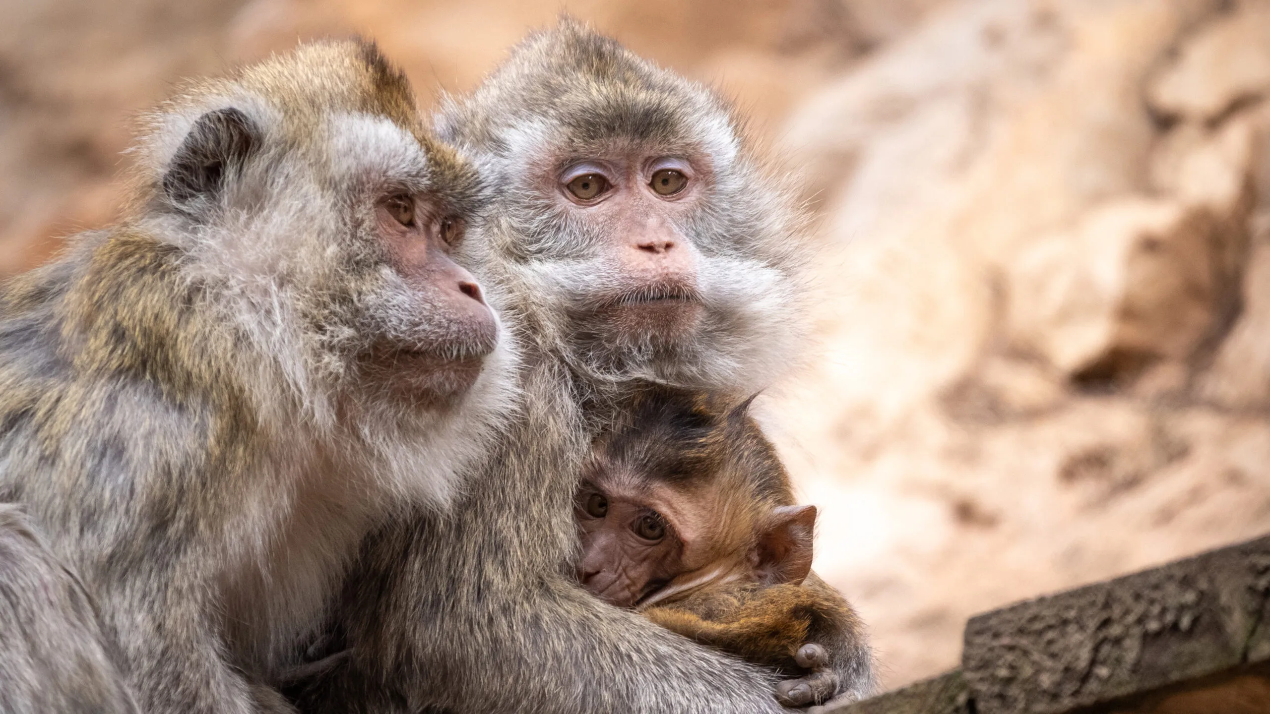 macaque-27022021-2-scaled-3.jpg