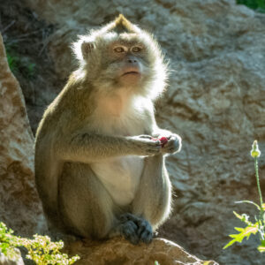 Macaque Pondheron