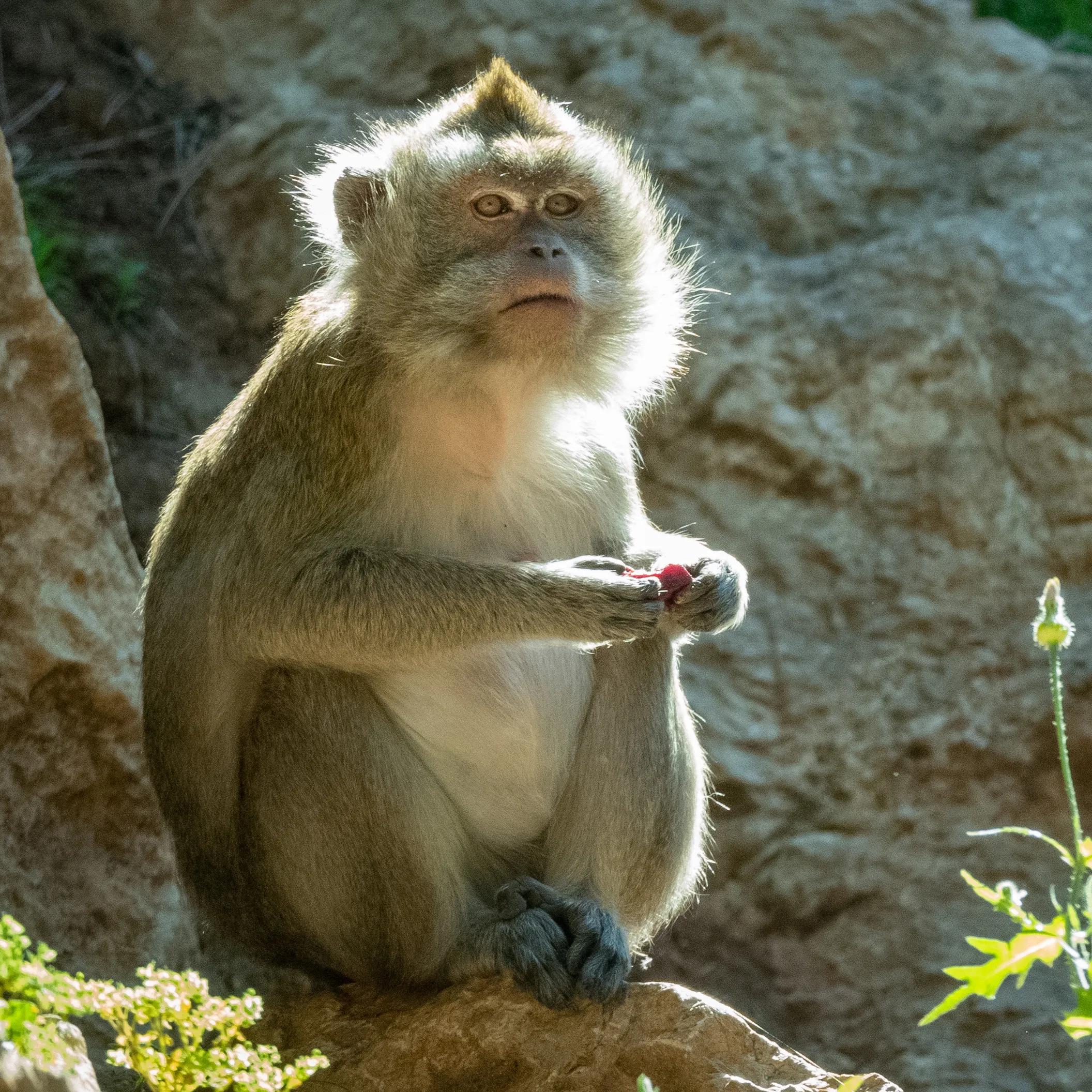 Macaque Pondheron
