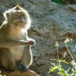 macaque-crabier-20052020-7-scaled-3.jpg