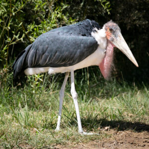 African marabou