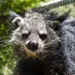 Binturong