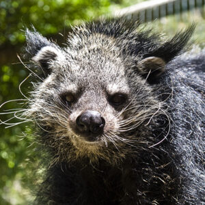 Binturong