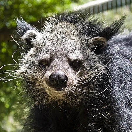 Binturong