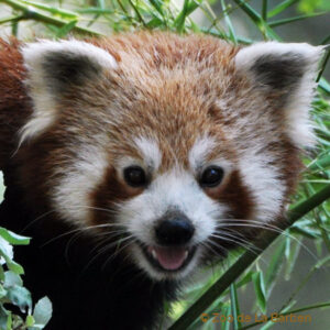 Pandas roux – red panda network