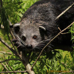 Binturongs – Arctictis Binturong Conservation