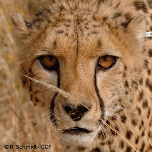 Guépards – Cheetah Conservation Fund