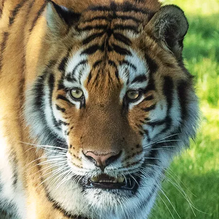 menu_tigre-1.jpg
